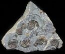 Ammonite (Promicroceras) Cluster - Somerset, England #63498-1